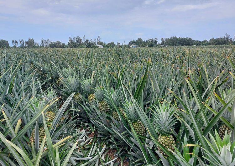 Westfood: Gieo mầm tương lai từ vùng nguyên liệu bền vững