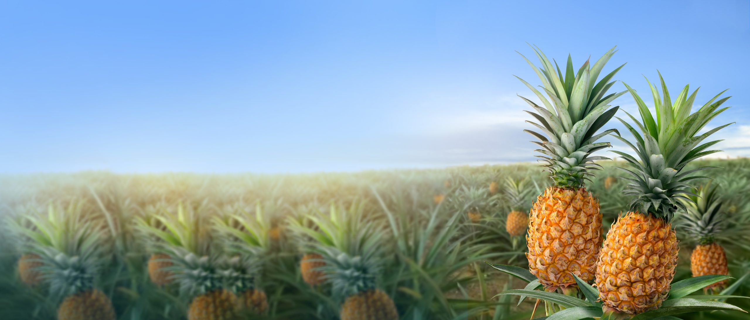 Agriculture